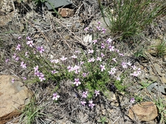 Jamesbrittenia integerrima