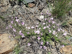 Jamesbrittenia integerrima