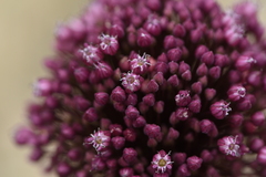 Allium ampeloprasum