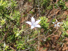 Wahlenbergia krebsii
