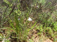 Wahlenbergia krebsii