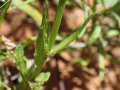 Wahlenbergia krebsii