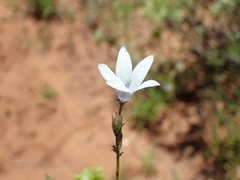 Wahlenbergia krebsii