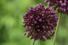 Allium ampeloprasum