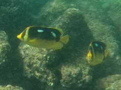 Chaetodon quadrimaculatus
