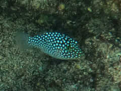 Canthigaster jactator