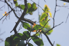 Phalanta