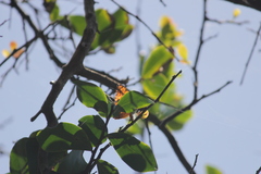 Phalanta