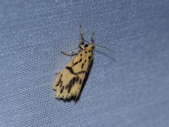 Miltochrista terminospota