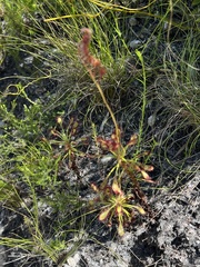 Drosera glabripes