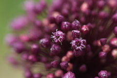 Allium ampeloprasum
