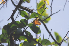 Phalanta