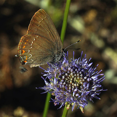 Satyrium ilicis