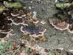 Trametes versicolor
