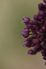 Allium ampeloprasum