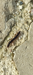 Oxidus gracilis