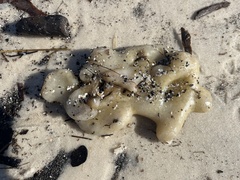 Aplidium stellatum