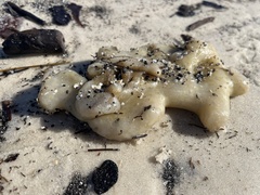 Aplidium stellatum