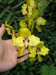 Cyrtochilum macranthum