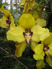 Cyrtochilum macranthum