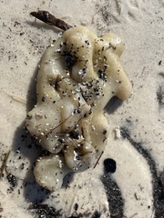 Aplidium stellatum
