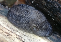 Limax maximus