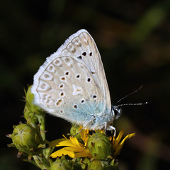 Polyommatus daphnis