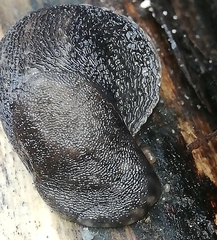 Limax maximus