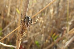 Neoscona adianta