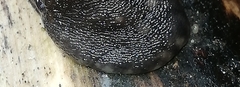 Limax maximus