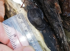 Limax maximus