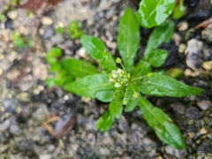 Capsella bursa-pastoris
