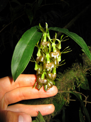 Epidendrum incomptum