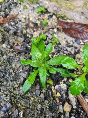 Capsella bursa-pastoris