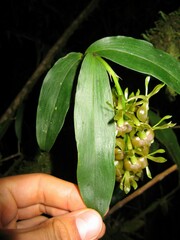 Epidendrum incomptum