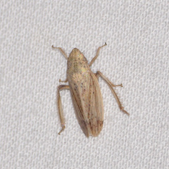 Prairiana