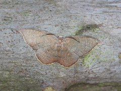 Pseudhyria rubra