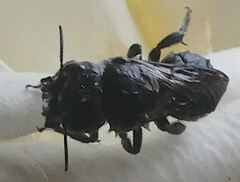 Osmiini