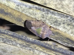 Hippotiscus dorsalis