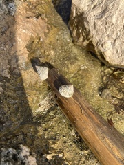 Cenchritis