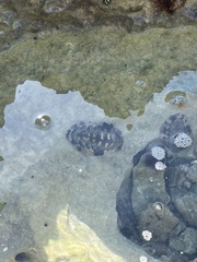 Acanthopleura granulata