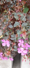 Heterocentron elegans