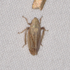 Prairiana