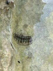 Acanthopleura granulata