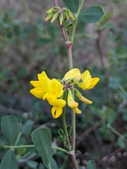 Coronilla valentina glauca