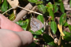 Mahathala ameria