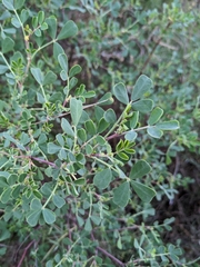 Coronilla valentina glauca