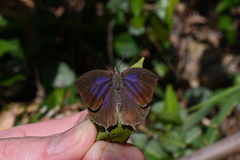 Mahathala ameria