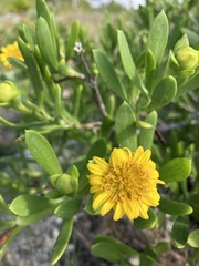 Borrichia arborescens