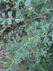 Coronilla valentina glauca